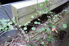 Teucrium parvifolium