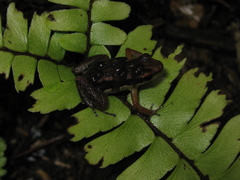 Allobates marchesianus