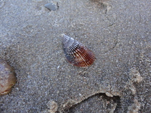 Japanese Bifurcate Mussel