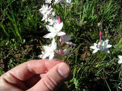 Hesperantha cucullata
