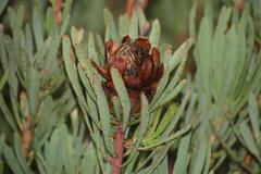 Protea canaliculata