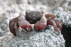 Episesarma chentongense