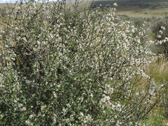 Olearia bullata