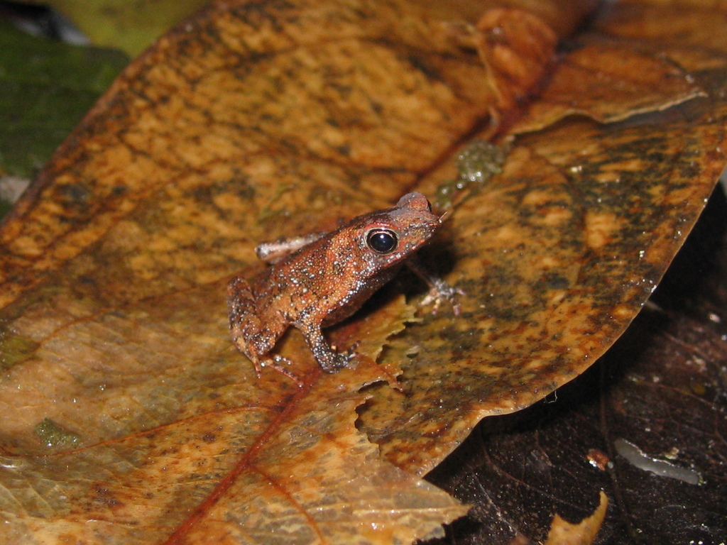 Amazophrynella xinguensis