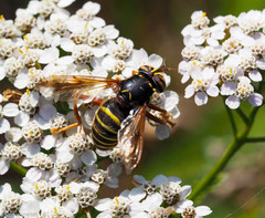 Spilomyia diophthalma