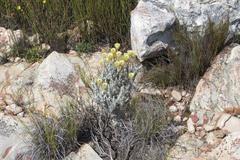 Syncarpha ferruginea