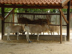 Addax nasomaculatus