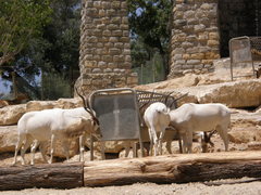 Addax nasomaculatus