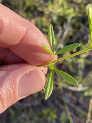 Zieria exsul