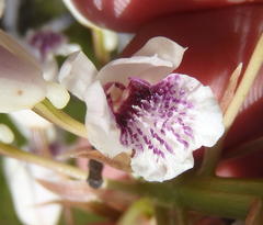 Eulophia barbata