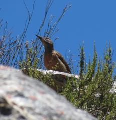 Geocolaptes olivaceus