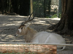 Addax nasomaculatus