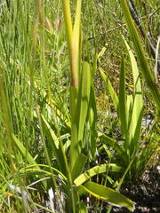 Eulophia barbata
