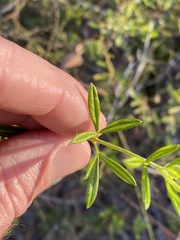 Zieria exsul