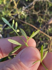 Zieria exsul