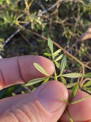 Zieria exsul