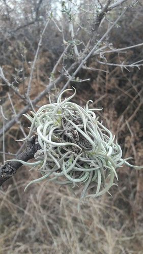 Mouse Tail Tillandsia (Tillandsia myosura)
