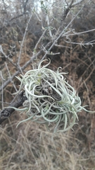 Mouse Tail Tillandsia (Tillandsia myosura)
