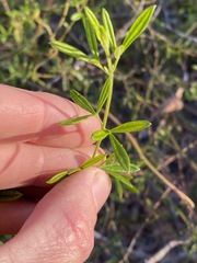Zieria exsul