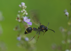 Eumenes septentrionalis