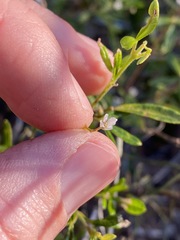 Zieria exsul