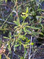 Zieria exsul