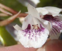 Eulophia barbata