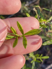 Zieria exsul