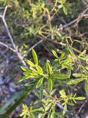 Zieria exsul