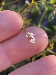 Zieria exsul