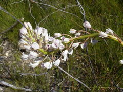 Eulophia barbata