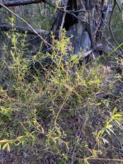 Zieria exsul
