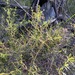 Zieria exsul - Photo (c) Greg Tasney,  זכויות יוצרים חלקיות (CC BY-SA), הועלה על ידי Greg Tasney