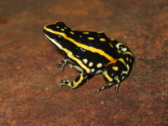 Ameerega flavopicta