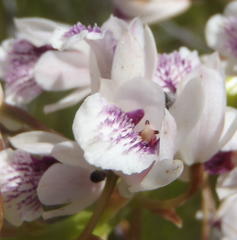 Eulophia barbata