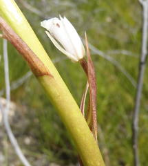 Eulophia barbata