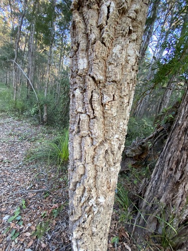 Image of Endiandra sieberi by (c) Greg Tasney, some rights reserved (CC BY-SA)