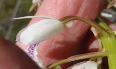 Eulophia barbata