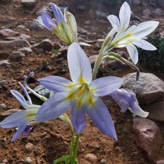 Moraea speciosa