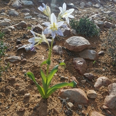 Moraea speciosa