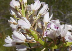 Eulophia barbata
