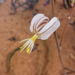 Trachyandra flexifolia