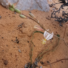 Trachyandra flexifolia