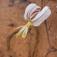 Trachyandra flexifolia