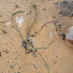 Trachyandra flexifolia