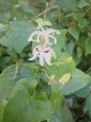 Tricyrtis macropoda