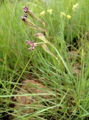 Silene burchellii