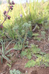 Oxalis heterophylla