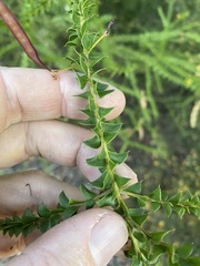 Acacia hubbardiana