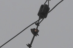 Phyllodes consobrina